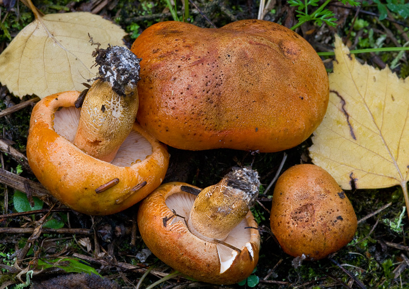 Tricholoma aurantium